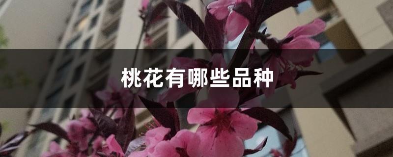 What are the varieties of peach blossoms, ornamental peach blossom varieties