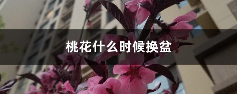 When to repot peach blossoms, what kind of soil is best for peach blossoms