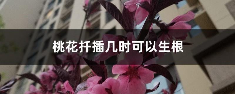 When can peach blossom cuttings take root? Can peach blossoms take root?