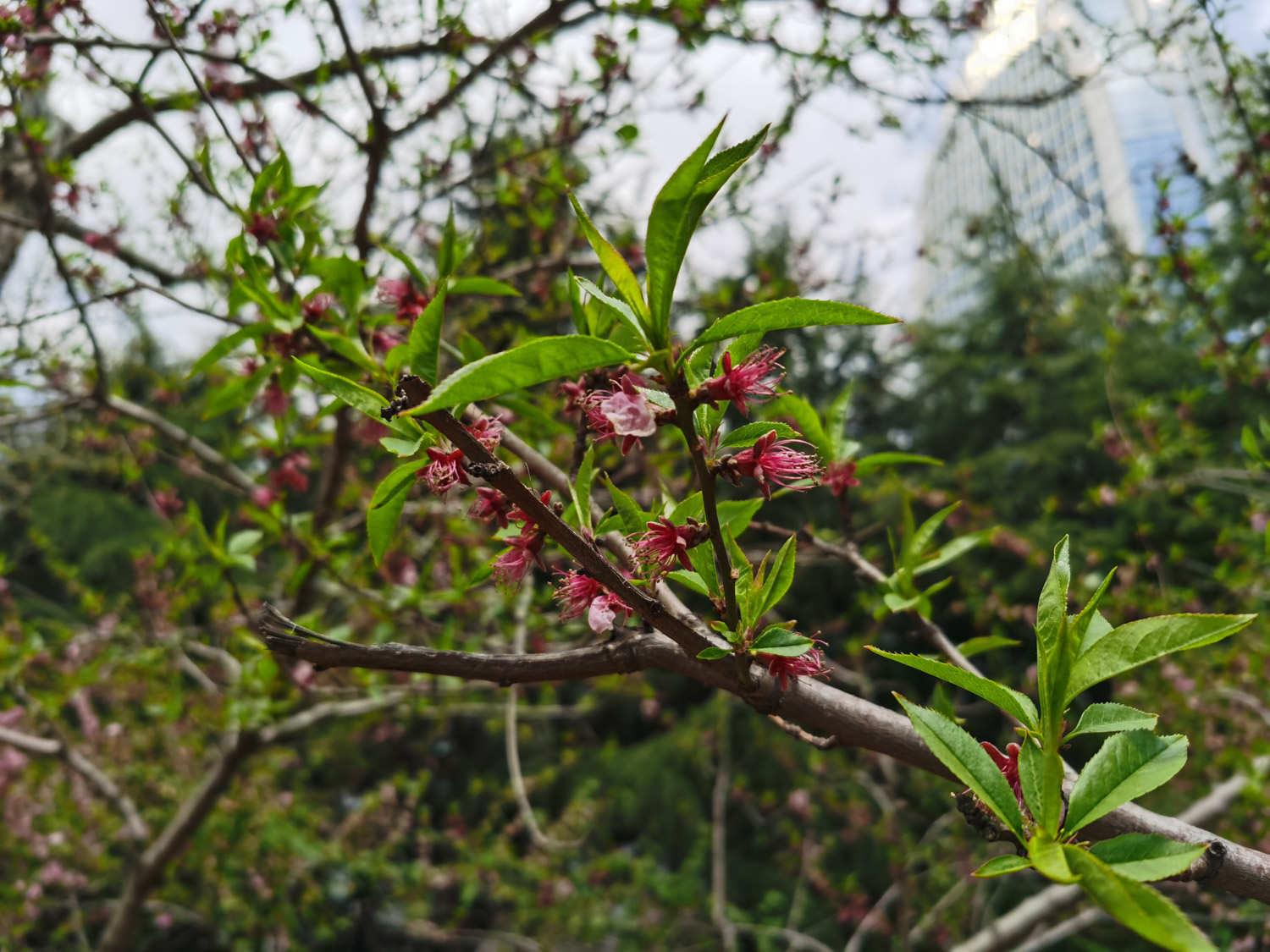 peach blossom