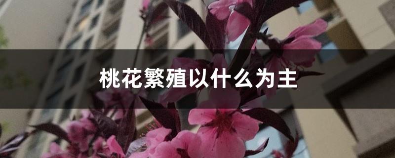 What is the main purpose of peach blossom reproduction, and the reproduction methods of peach blossoms