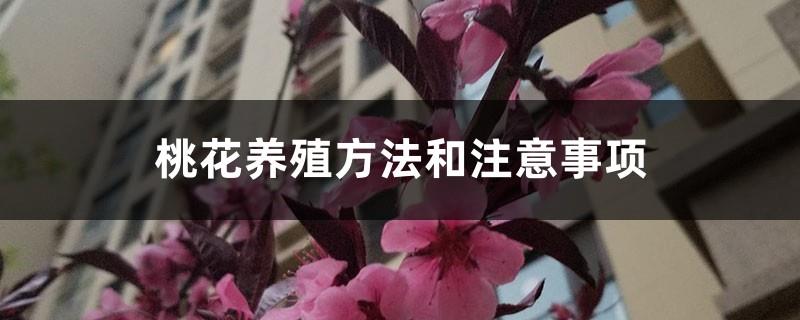 Peach blossom cultivation methods and precautions, how to cultivate and care for peach blossoms