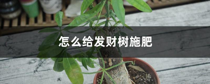 How to fertilize a money tree, what should I do if too much fertilizer is applied and the leaves are dry