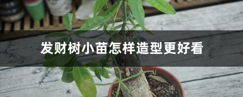 How to make the money tree seedlings look better, and why there is mucus