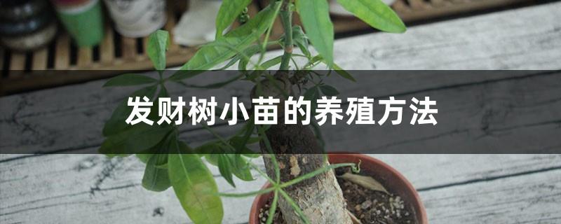 How to raise money tree seedlings, when to top the seedlings