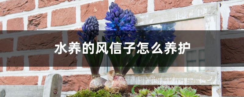 How to care for hyacinths grown in water, are hyacinths grown in water?