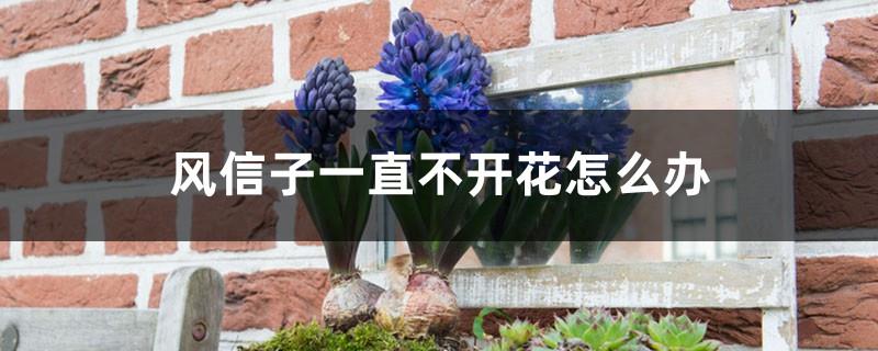 What should I do if the hyacinths never bloom? How long will the hyacinths bloom?