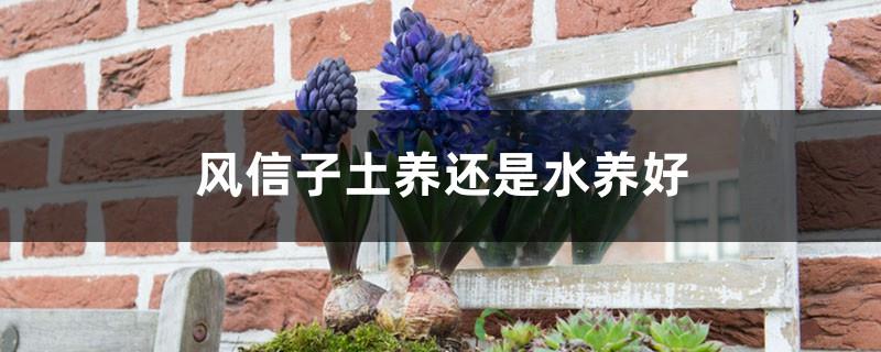 Is it better to grow hyacinths in soil or water? How to change hyacinths from soil to water