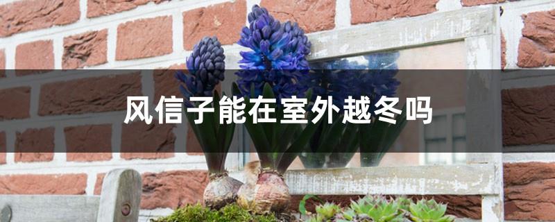 Can hyacinths survive the winter outdoors, how to raise hyacinths in winter