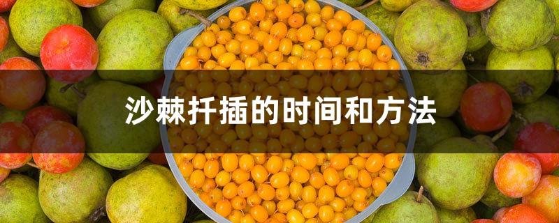 The time and method of seabuckthorn cutting, seabuckthorn cutting technology