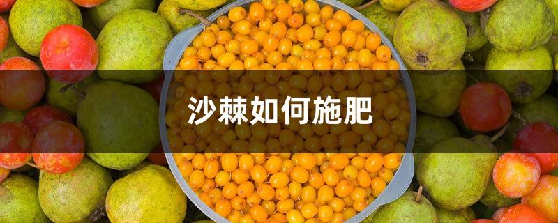 How to fertilize sea buckthorn, what fertilizer to use on sea buckthorn