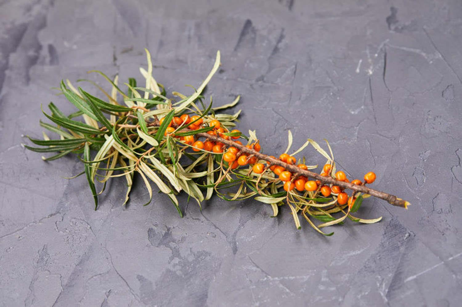 Sea Buckthorn