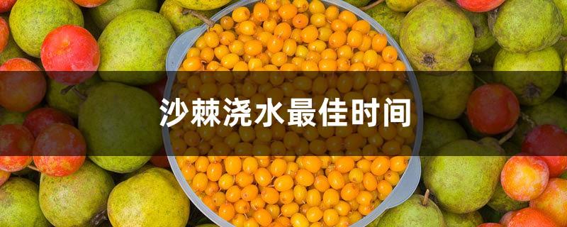 The best time to water sea buckthorn, how often to water the sea buckthorn tree