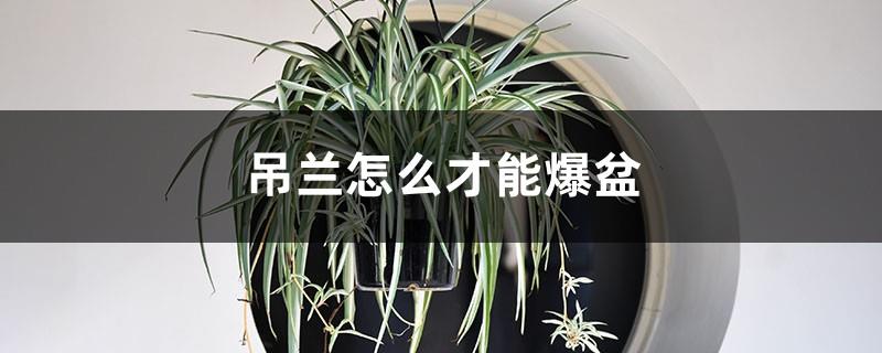 How to make a spider plant burst into a pot, how to prune a spider plant when it bursts into a pot