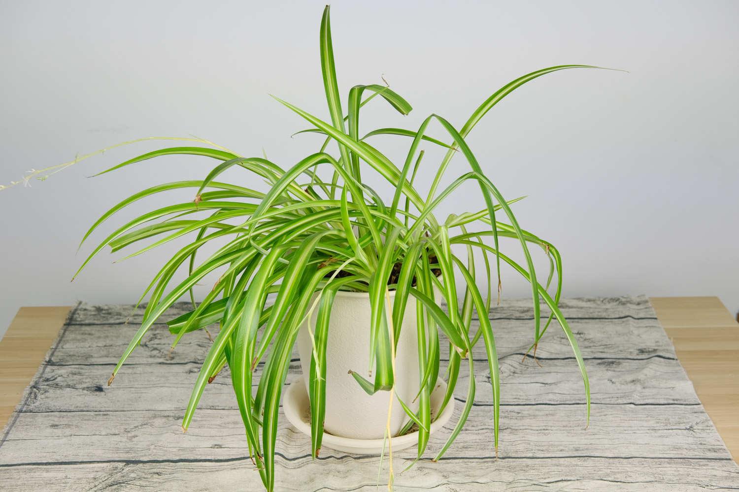 Chlorophytum