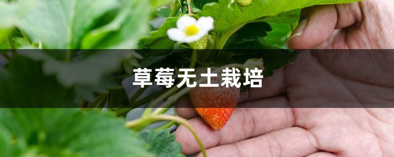 Strawberry Soilless Cultivation Method