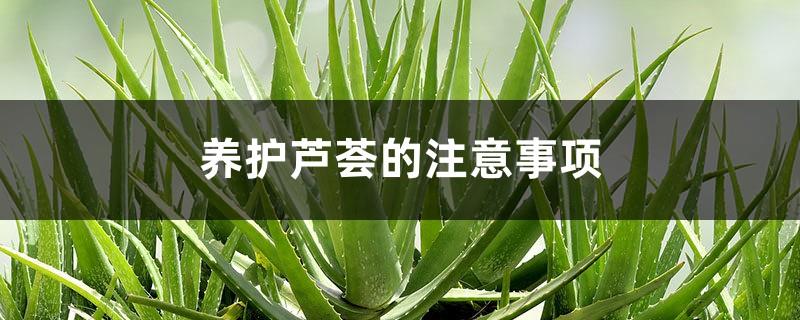 Precautions for caring for aloe vera, is aloe vera good for viewing