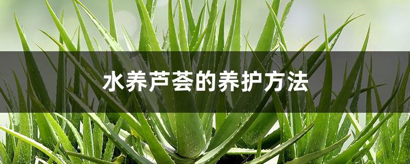 How to care for aloe vera grown in water, is it good to grow aloe vera in water?