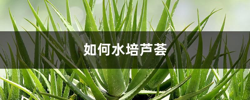 How to grow aloe vera in water, what to pay attention to in later care