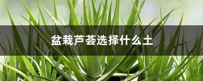 What soil to choose for potted aloe vera and how to care for aloe vera