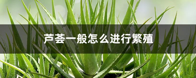 How to propagate aloe vera, is aloe vera easy to care for?