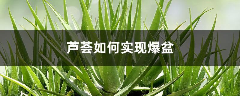 How to explode the aloe vera pot, and can it be divided into pots after it explodes