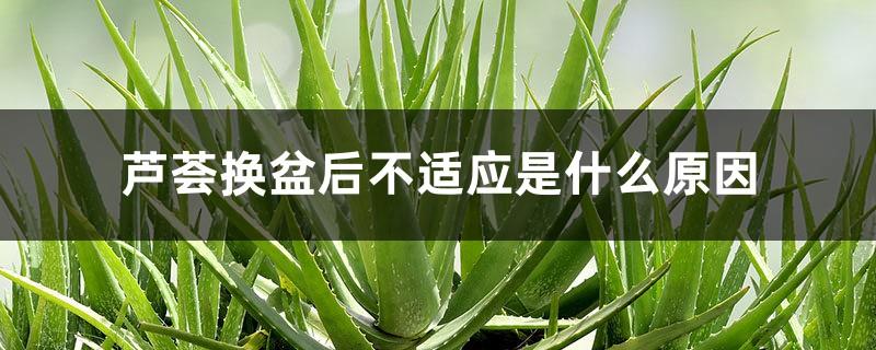 What is the reason why aloe vera cannot adapt to changing pots, and what should I do