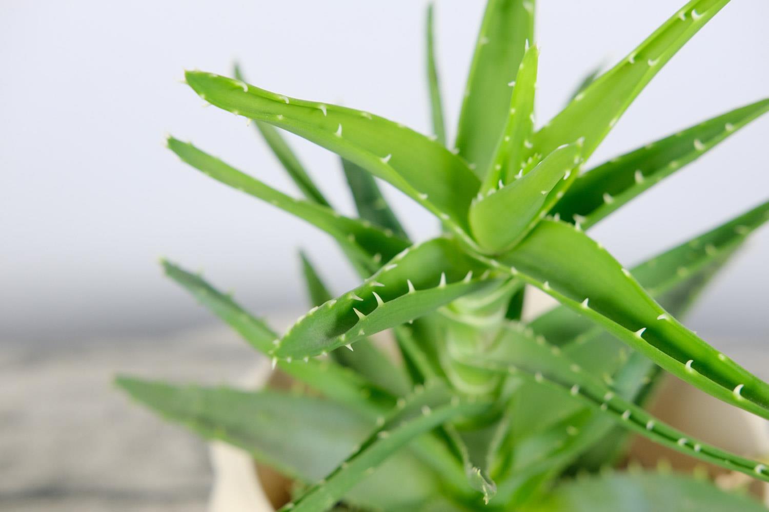 Aloe