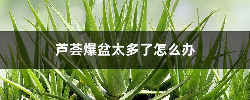 What should I do if there are too many aloe vera pots exploding? Will it affect the growth of aloe vera?