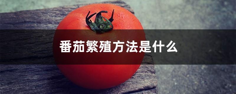 What is the tomato propagation method and what is used to propagate