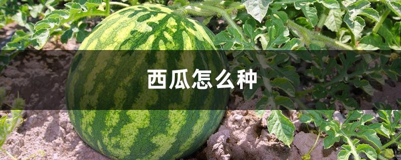 How to grow watermelon, introduction to planting technology