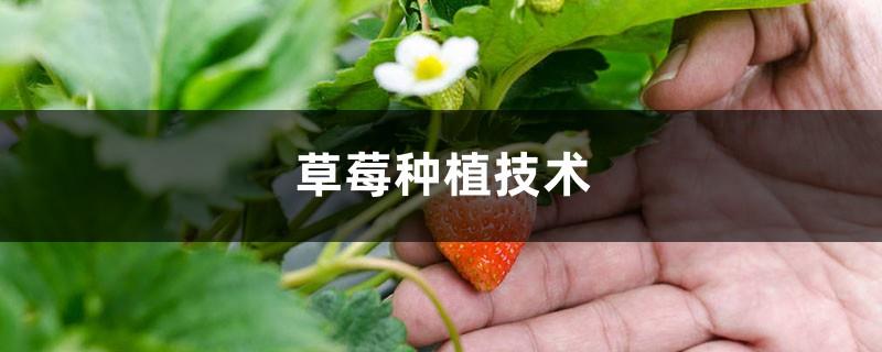 Strawberry planting technology, strawberry seedling wholesale price