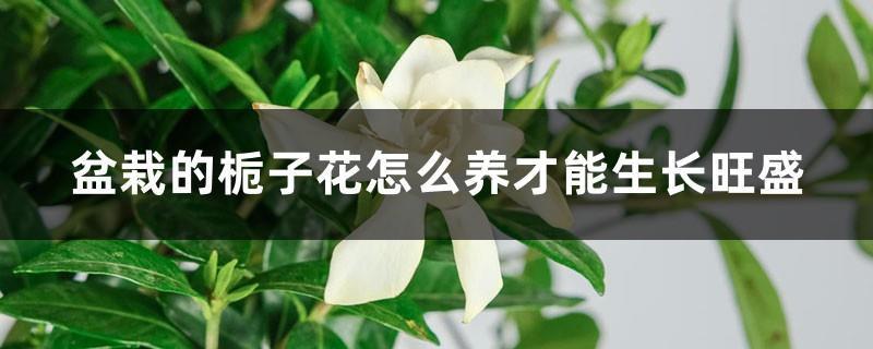 How to care for potted gardenias so that they can grow vigorously? Do they need to be pruned?