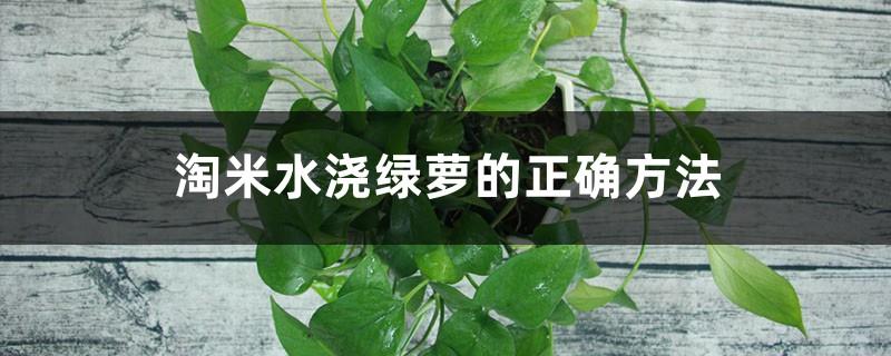 The correct way to water pothos with rice water, is it good to use rice water to water flowers for a long time?