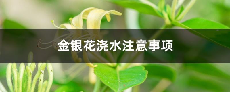 Precautions for watering honeysuckle, how to remedy the fallen leaves of honeysuckle due to over-watering