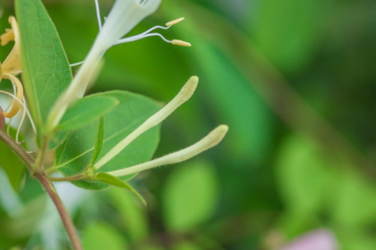 Honeysuckle