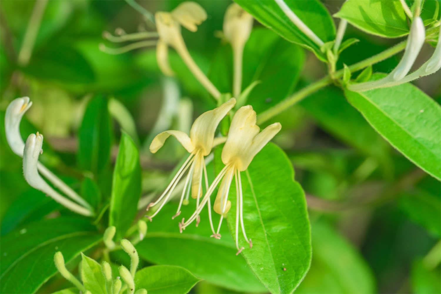 Honeysuckle