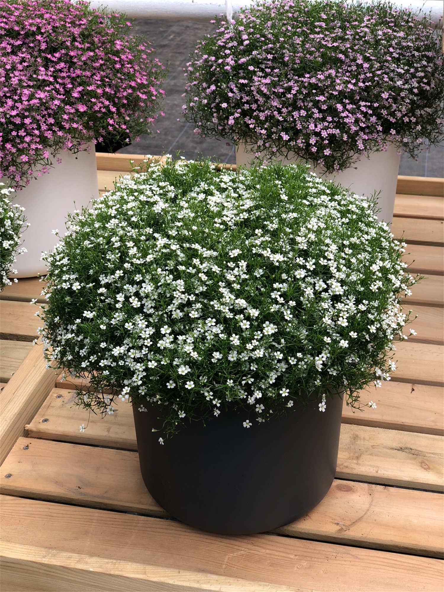 Gypsophila