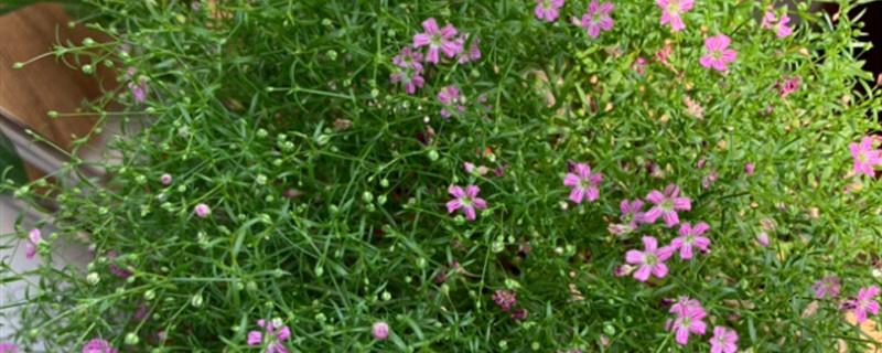 How to distinguish between true and false Gypsophila, how to keep it longer