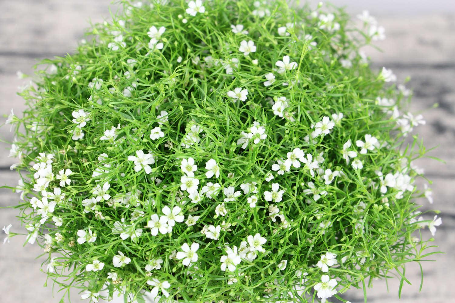 Gypsophila