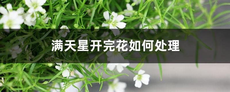 How to deal with Gypsophila after blooming? Can it be cut off when it is dry?