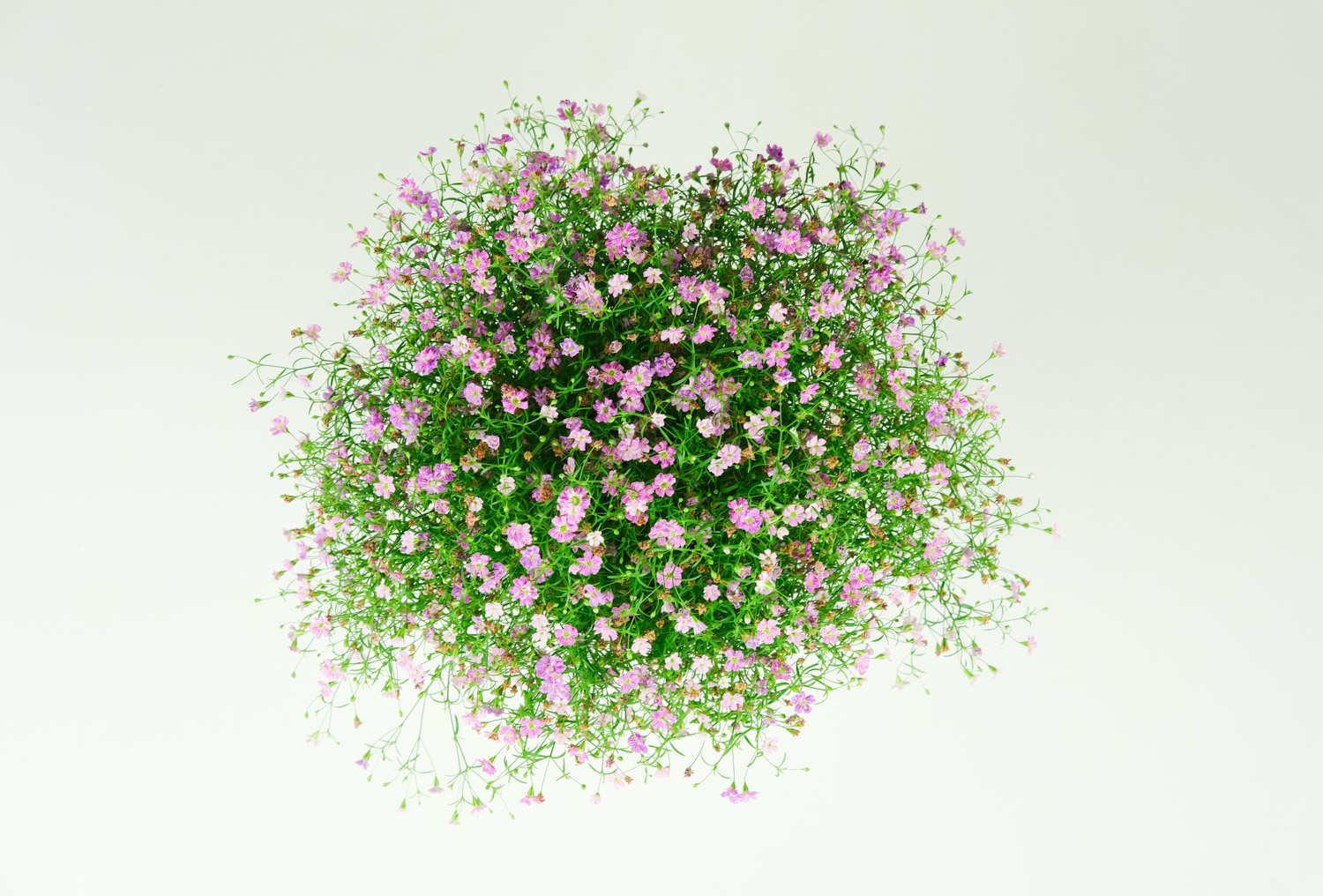 Gypsophila