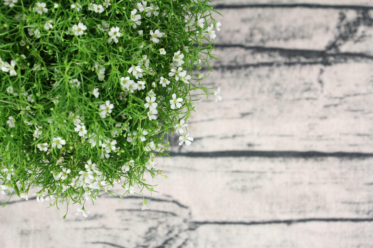 Gypsophila