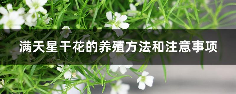 Cultivation methods and precautions for gypsophila dried flowers, how long can the dried flowers be kept