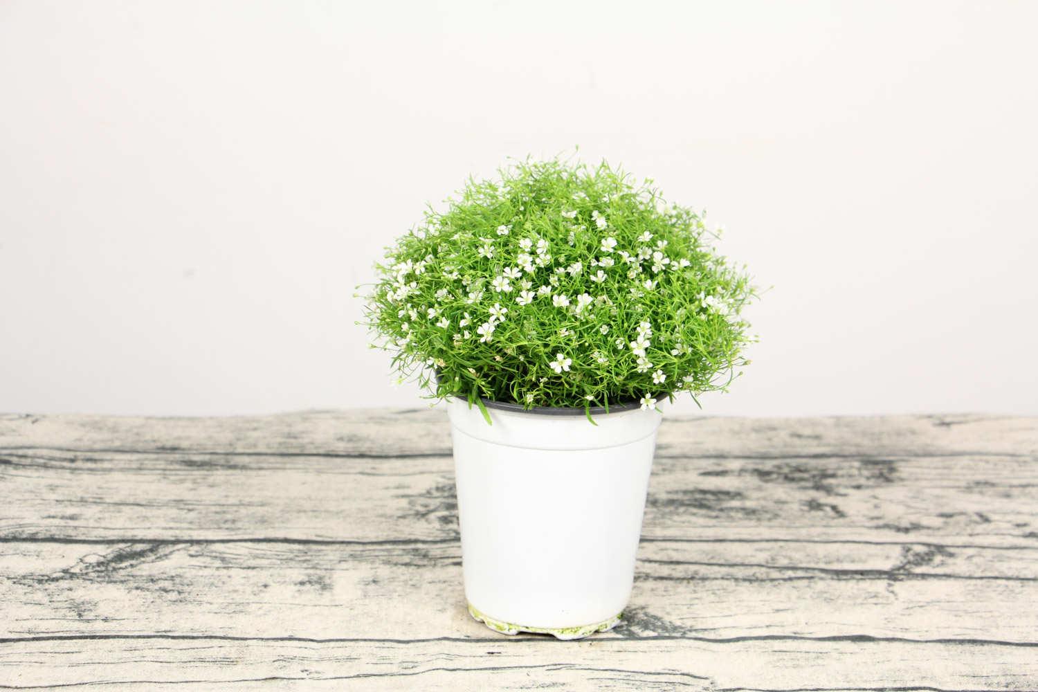 Gypsophila