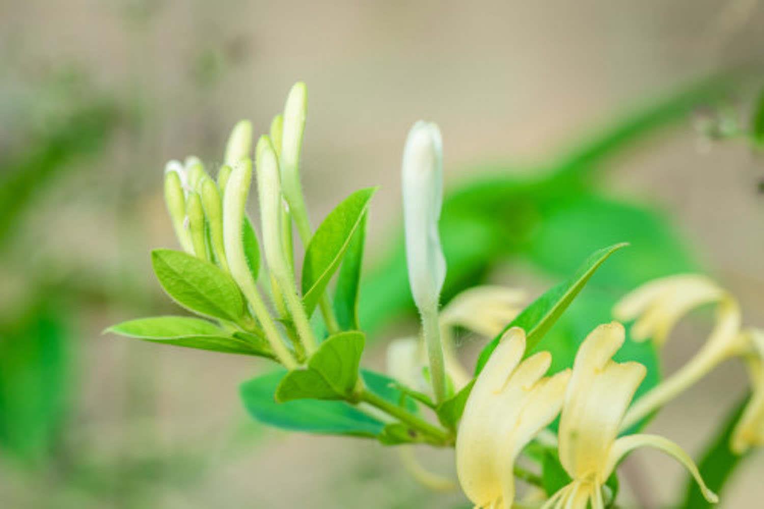 Honeysuckle