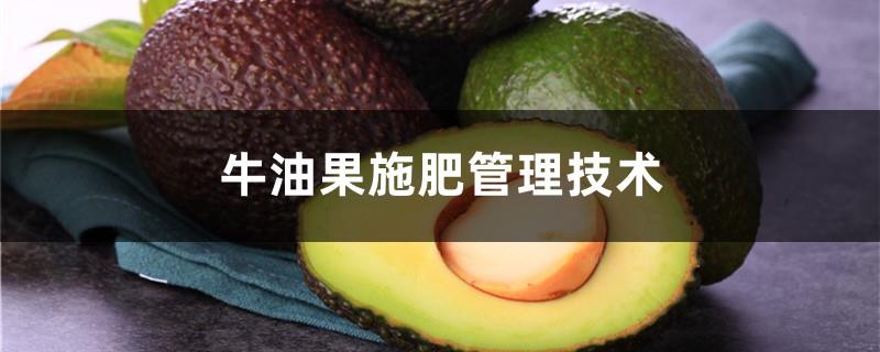 Avocado fertilization management technology, what fertilizer to apply to avocado