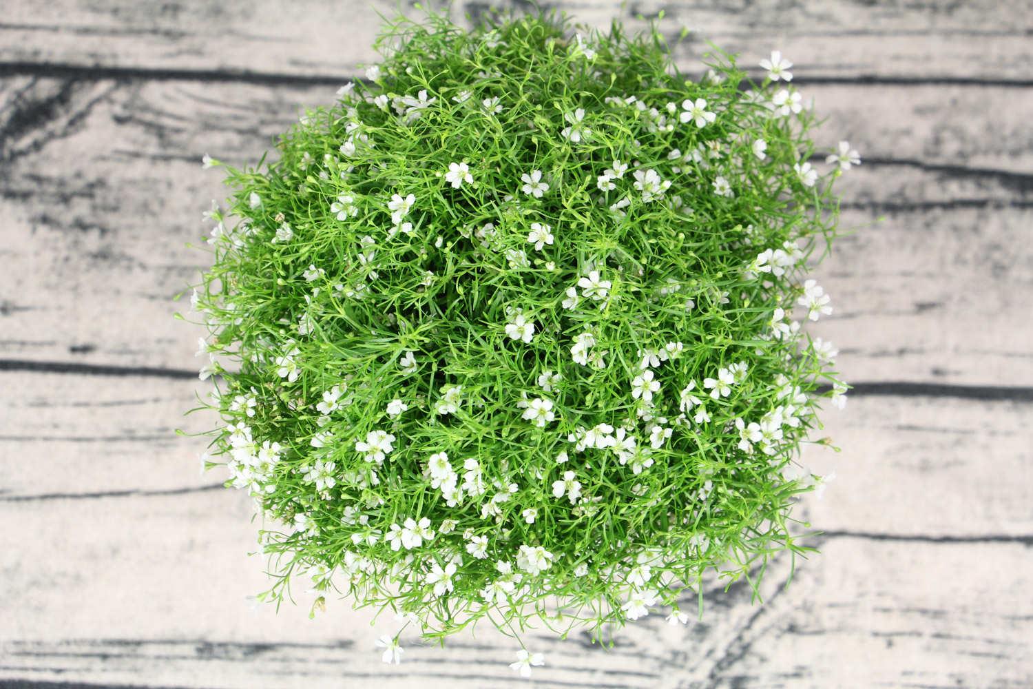 Gypsophila