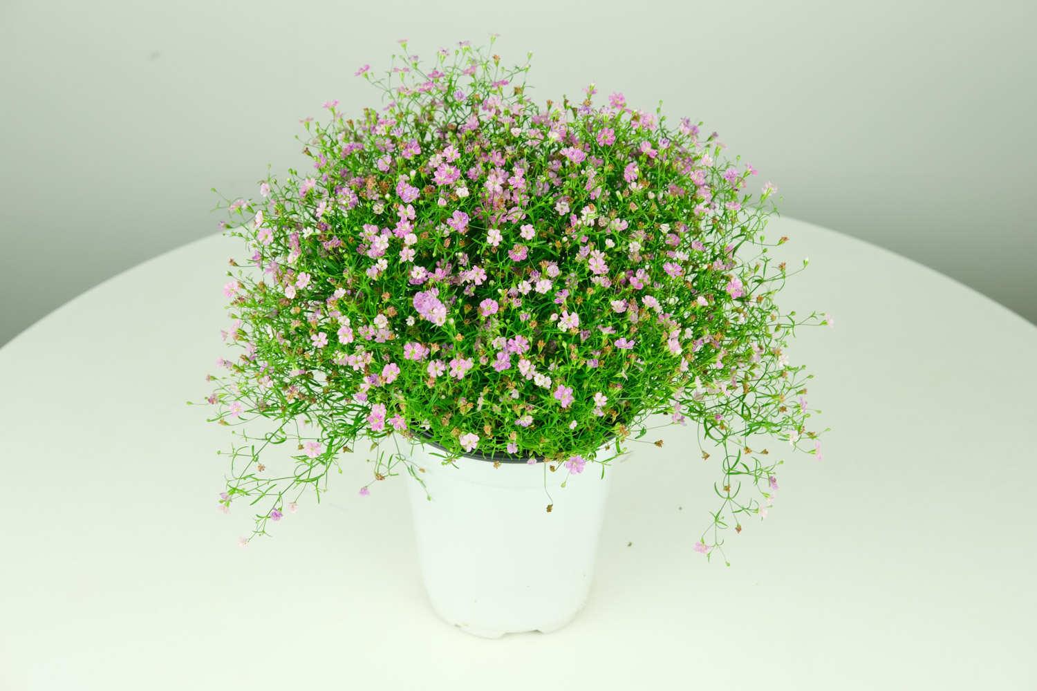 Gypsophila