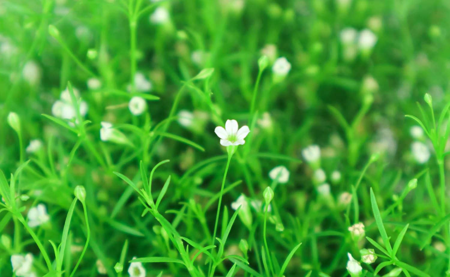 Gypsophila